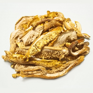 19-amanite-cesars-jb-morilles