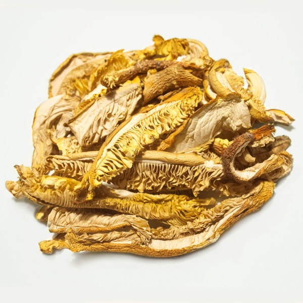 19-amanite-cesars-jb-morilles