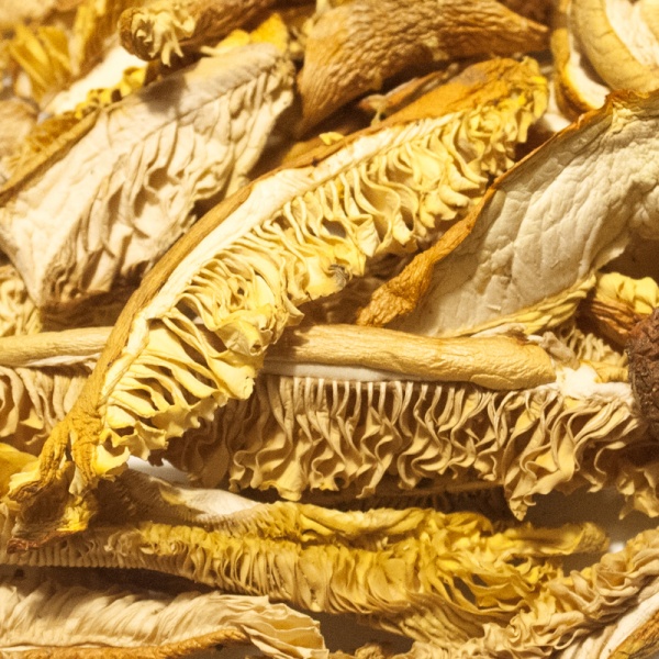 19-amanite-cesars-jb-morilles_1891791487